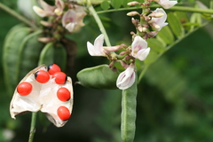 Abrus precatorius